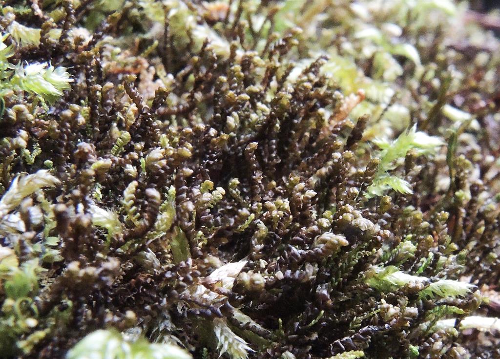 Представитель Семейства Anastrophyllaceae